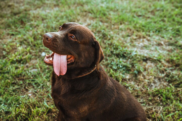 Portrait of a Labrador dog. The wool is chocolate-colored. A pet on a walk.