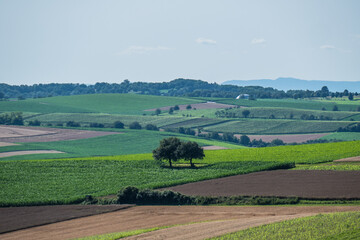 Fototapeta na wymiar Hügelige Agrarlandschaft mit Obstbäumen