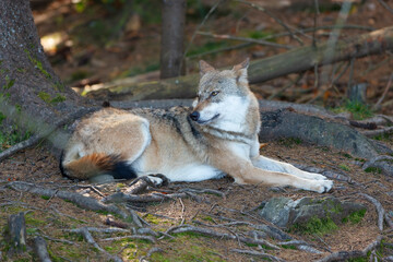Wolf resting in the forest