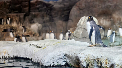 Gentoo penguin (Pygoscelis papua) with orange beak and legs turning towards the camera with more...