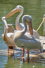 Three Great White Pelicans (Pelecanus onocrotalus) also known as Common Pelican or White Pelican perched standing on the jetty of a lake