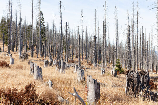 Spruce dying in a mountain forest