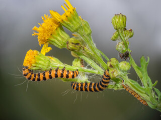 Cinnabar moth caterpillars Tyria jacobaeae feeding on the yellow flowered ragwort, Jacobaea vulgaris.