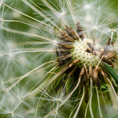 detail of dandelion seed head half blown away