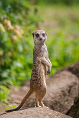 Fototapeta premium meerkat on guard