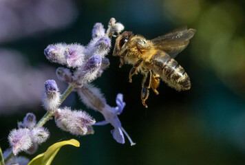 Bee flying at a lavender flower, macro view. A honey bee working at garden with Lavandula angustifolia, close up.