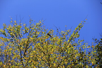 青空の下のカツラ