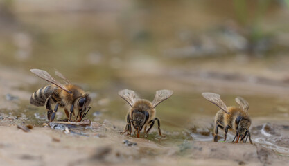 honey bees, Apis mellifera close up drinking water from a