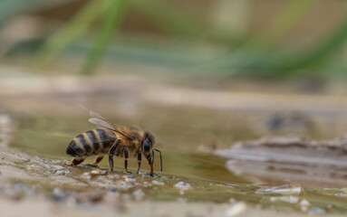 honey bees, Apis mellifera close up drinking water from a