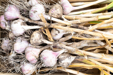 garlic crop close-up, background food