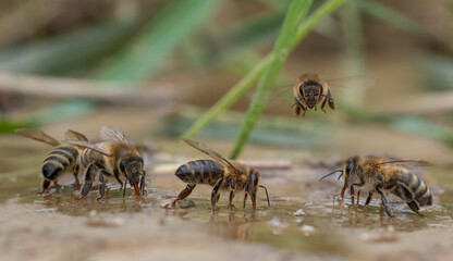 honey bees, Apis mellifera close up drinking water from a