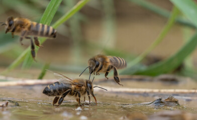 honey bees, Apis mellifera close up drinking water from a