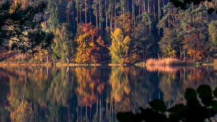 autumn trees reflecting in the lake