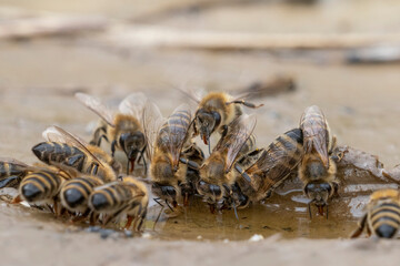 honey bees, Apis mellifera close up drinking water from a