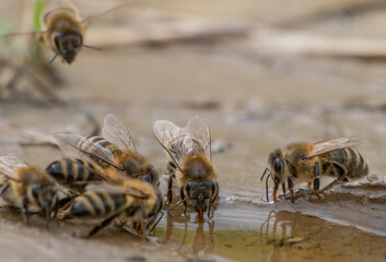 Obraz premium honey bees, Apis mellifera close up drinking water from a puddle