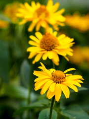 three yellow echinacea buds on the side with green leaves in the garden . medicinal herbs used in medicine immunity. yellow flowers