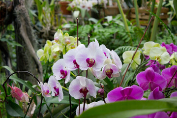 Colorful orchid flowers in the summer garden.
