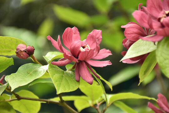 Echter Gew&uuml;rzstrauch - Calycanthus floridus