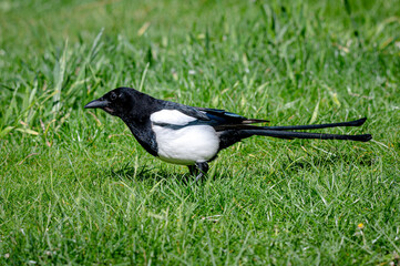 Wild bird eursain magpie, pica pica