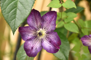 Waldrebe - Clematis lila