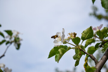 A bee collects pollen from an apple blossom