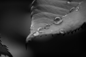 Gota de agua.