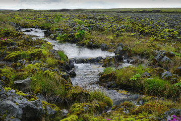 Naklejka na ściany i meble the stream flows between volcanic dark stones, grass grows on the stones, nature of Iceland