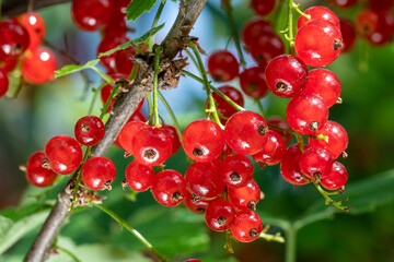 Ripe white currant on a branch in the garden