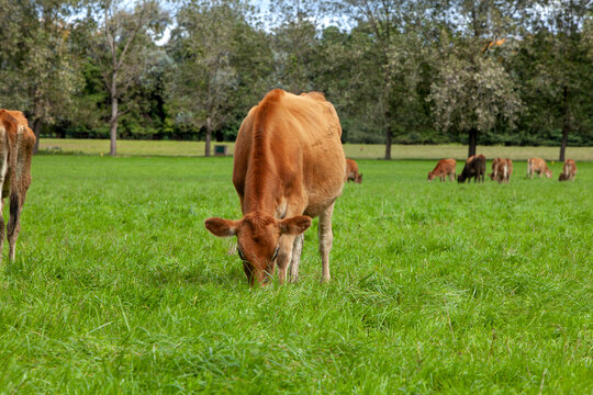 ACA_PASTO_VERDE_CAMPO