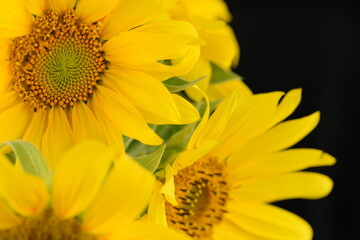 Obraz premium Sunflowers on dark background, bright flowers background.