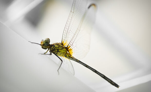 libelula en casa