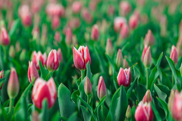 Spring background with pink tulips flowers. beautiful blossom tulips field. spring time. banner, copy space