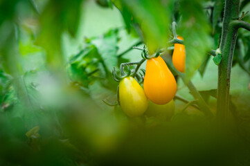 Tomatoes in a grean background