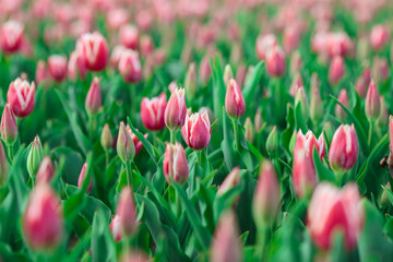 Spring background with pink tulips flowers. beautiful blossom tulips field. spring time. banner, copy space