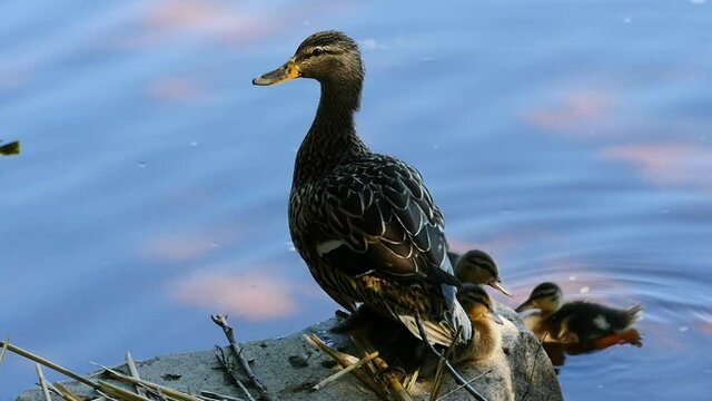 picturesque landscape with a mallard duck with little ducklings against the backdrop of blue water