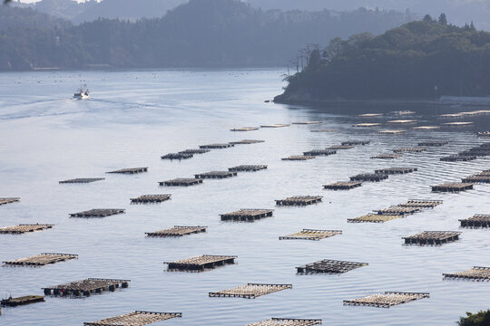 宮城県》気仙沼大島・牡蠣の養殖 Stock 写真 | Adobe Stock