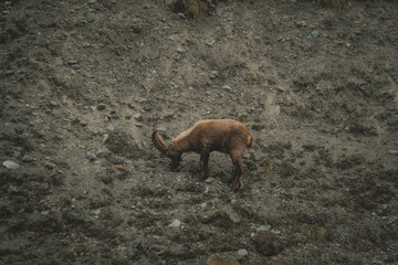 gruppo di stambecchi in montagna che gioca e pascola