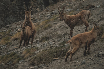 gruppo di stambecchi in montagna che gioca e pascola