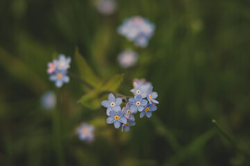 foto macro di fiore in un prato © Simone