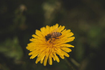 foto macro di ape su fiore, dente di leone giallo