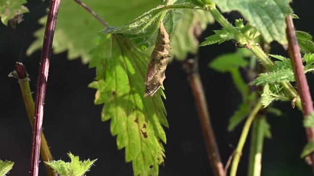 Peacock butterfly emerging from chrysalis, four times speed