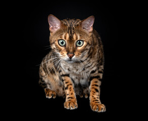 Fototapeta na wymiar bengal cat in studio