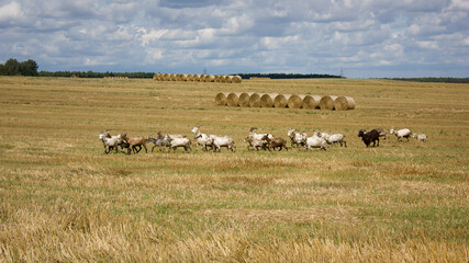 Fototapeta na wymiar A mown field with stacked haystacks and a herd of domestic goats running across the field.