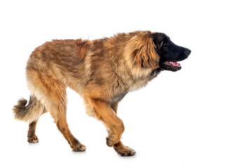 Leonberger in studio