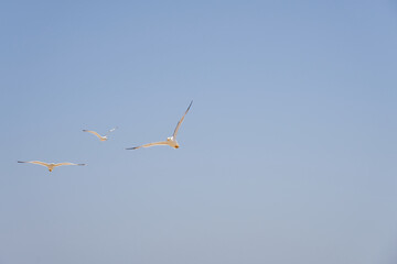 Seagulls against the sky in the rays of the sun.