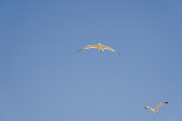 Seagulls against the sky in the rays of the sun.