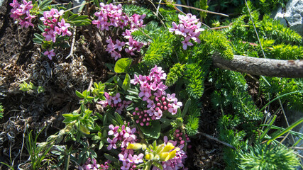 Wild pink flowers, Suva Planina (The dry mountain), Serbia