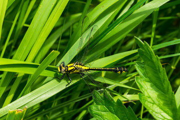 Dragonfly on a green leaf