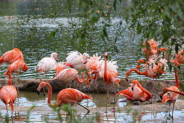 A flock of pink flamingos near the water in the zoo