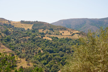 Olive trees in an olive grove in mountains in Crete.